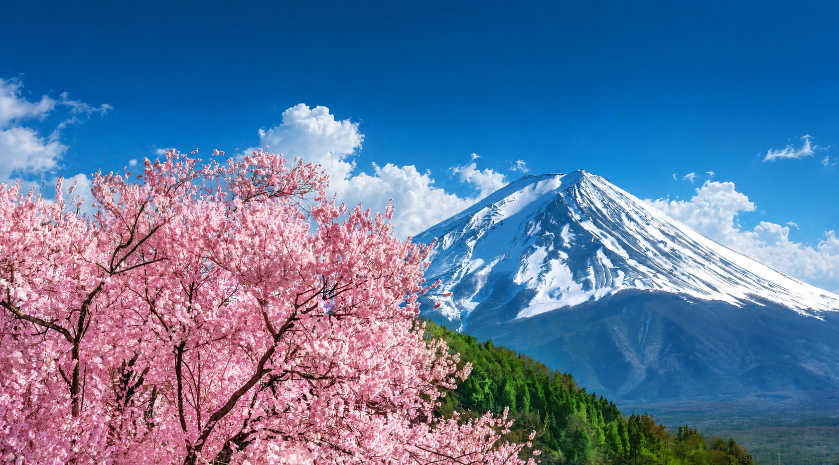 Mount Fuji framed by cherry blossoms
